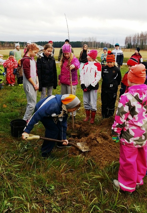 Vuolenkosken koululaiset kylpuun istutuspuuhissa lokakuussa 2014